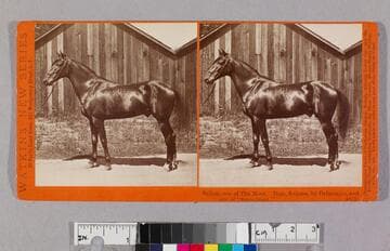 Sultan, son of The Moor. Dam, Sultana, by Delmonico and sire of "Sweetheart."