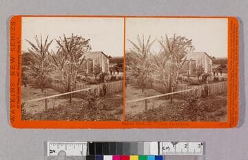 Banana trees, Mr. Wallace, San Gabriel