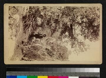 Navajo tree burial near Wingate, N. M