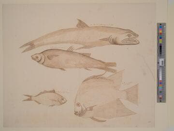 Studies of Four Fish