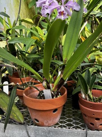 Cattleya warscewiczii