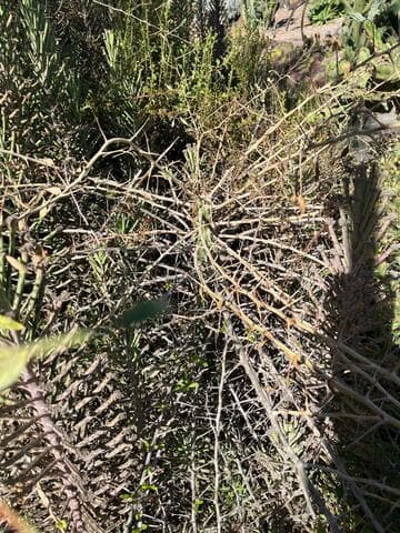 Fouquieria columnaris