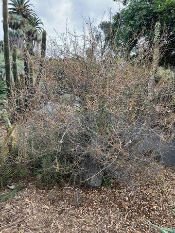 Fouquieria columnaris