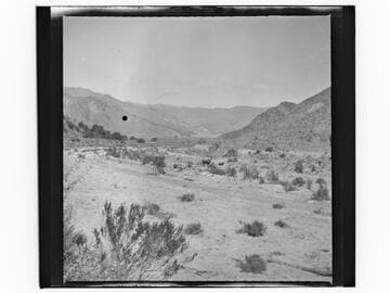 Desert landscape with cattle