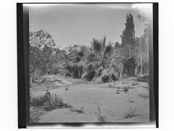 Dirt road with line of palm trees