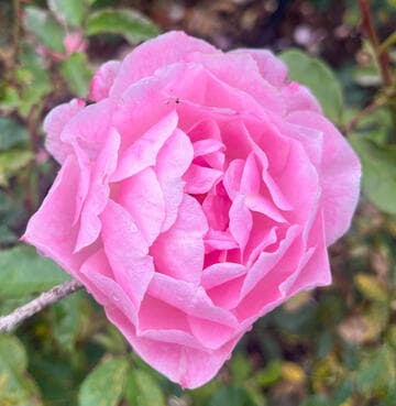 Rosa 'Pink Rosette'