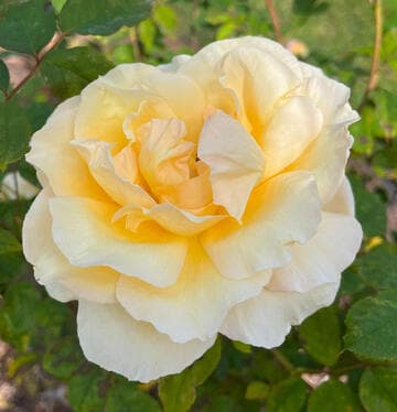 Rosa 'Chief Seattle'