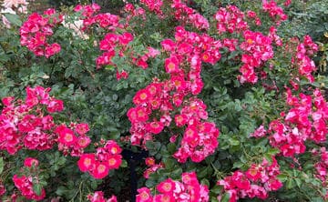 Rosa 'Carefree Spirit'