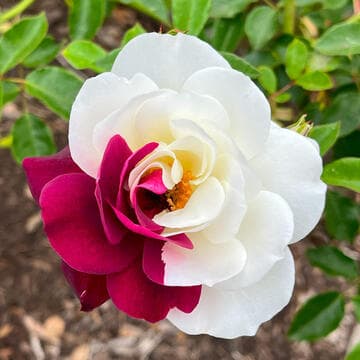 Rosa 'Burgundy Iceberg'