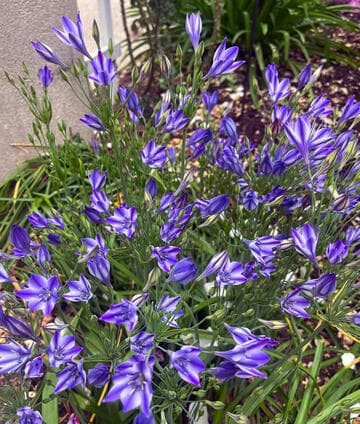 Brodiaea 'Rudy'