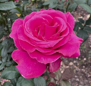 Rosa 'All My Loving'