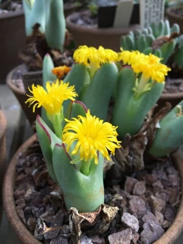Conophytum bilobum ssp. bilobum