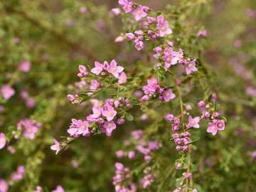 Boronia crenulata 'Shark Bay'