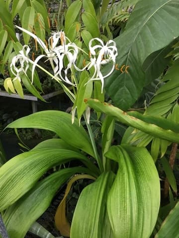 Hymenocallis