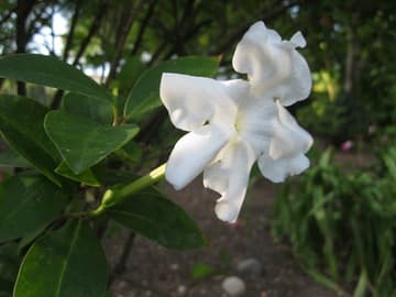 Brunfelsia lactea