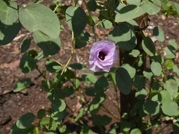 Gossypium nandewarense