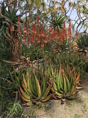 Aloe lutescens