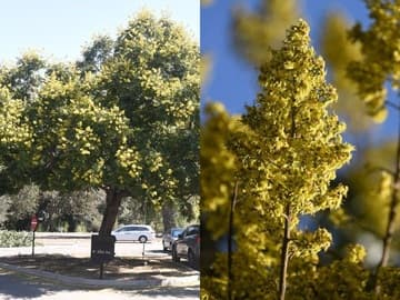 Koelreuteria elegans ssp. formosana