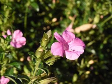 Barleria obtusa x B. repens