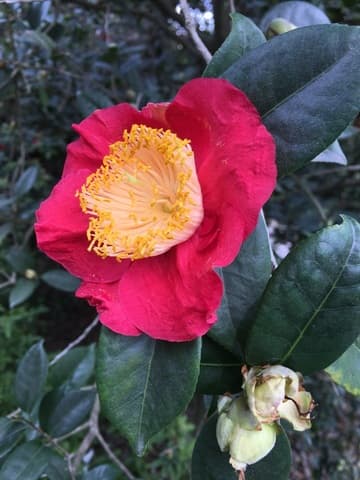 Camellia japonica 'Hi-no-tsukasa' (Scarlet Lord)