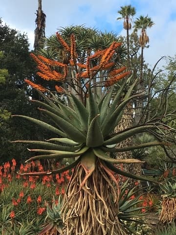 Aloe marlothii