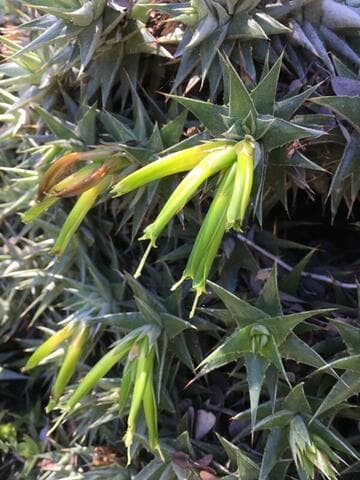 Deuterocohnia lorentziana