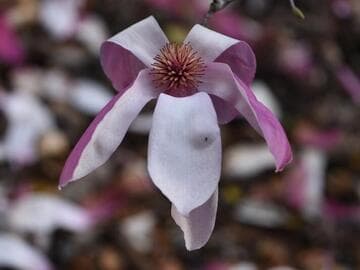 Magnolia 'Royal Crown'