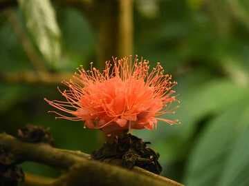Pachyphytum oviferum (open hybrid)