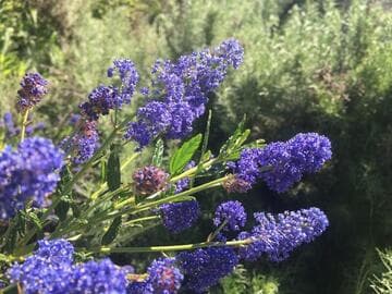 Ceanothus 'Concha'