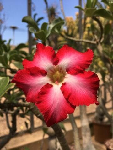 Adenium obesum ssp. multiflorum