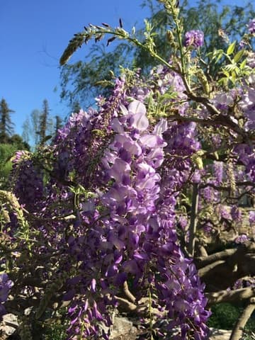 Wisteria sinensis