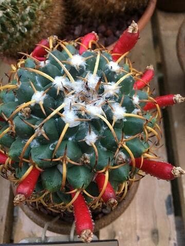 Mammillaria magnimamma