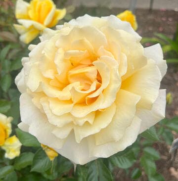 Rosa 'Winter Sun'