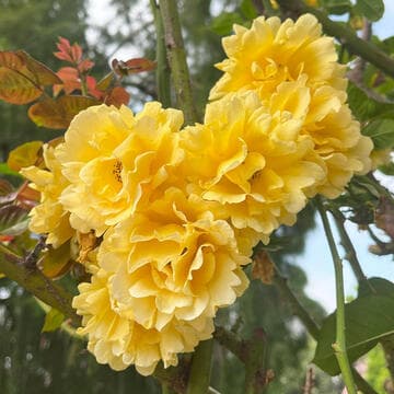 Rosa 'Good Day Sunshine'