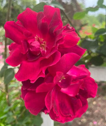 Rosa 'Souvenir de Claudius Denoyel'