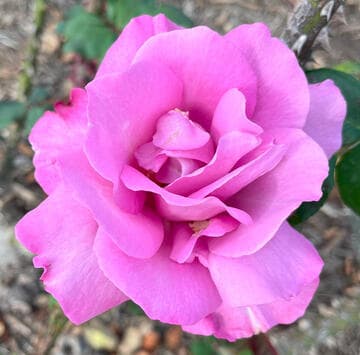 Rosa 'Royal Amethyst'