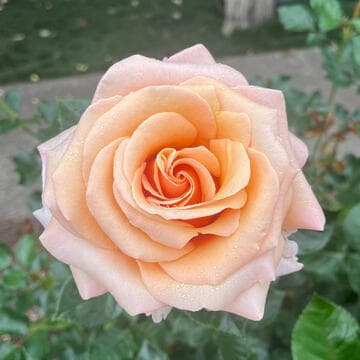 Rosa 'First Lady Nancy'