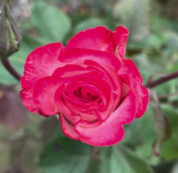 Rosa 'Gardens of the World'