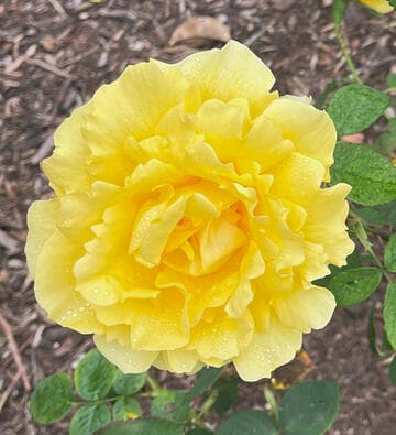 Rosa 'Henry Fonda'