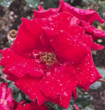 Rosa 'Crimson Bouquet'