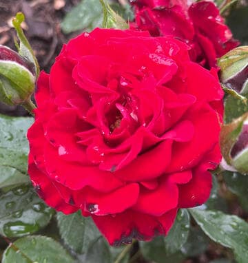 Rosa 'Dream Waltz'