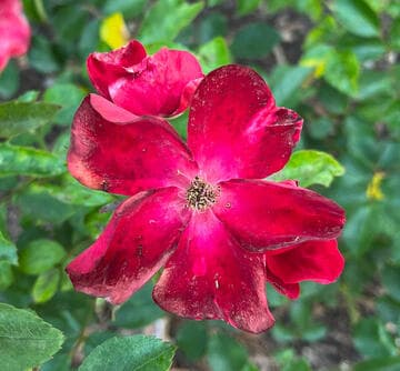 Rosa 'Crimson Rosette'