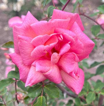 Rosa 'Comtesse du Ca¾la'