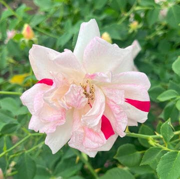 Rosa 'Fortune's Five-colored Rose'
