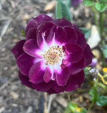 Rosa 'Diamond Eyes'