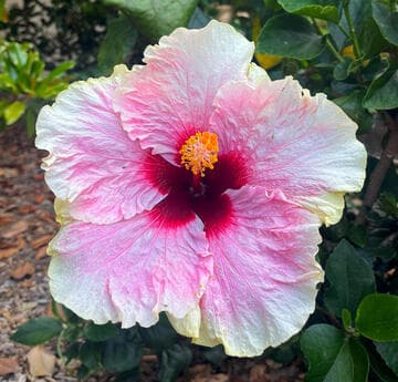 Hibiscus rosa-sinensis 'Girl Band'