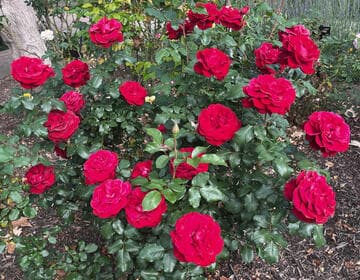 Rosa 'Forever Yours'