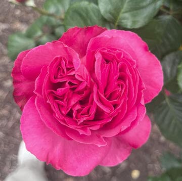 Rosa 'Pink Traviata'