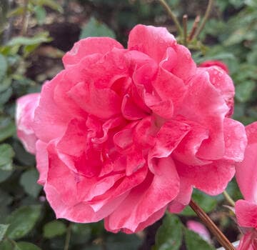 Rosa 'Pernille Poulsen'