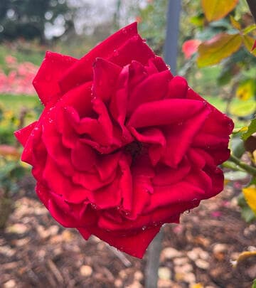 Rosa 'Veteran's Honor'